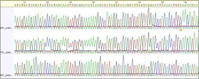 Serpula-Sequenzchronogramm-400x160